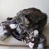 Steel Dog - Flat Tugger Bear